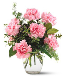 Half Dozen Pink Carnations from Carl Johnsen Florist in Beaumont, TX